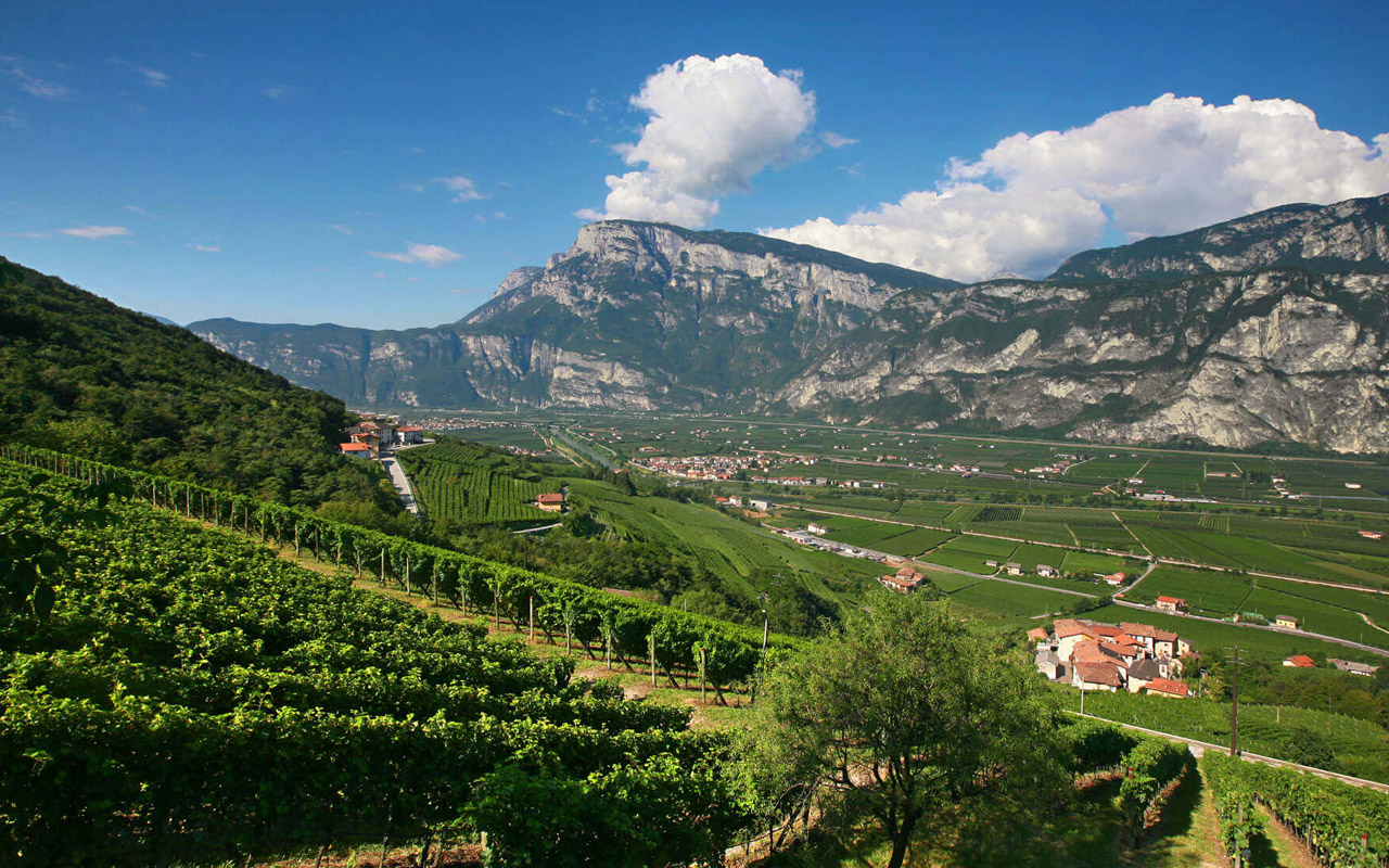 I vigneti di Zeni per la produzione di grappa del Trentino