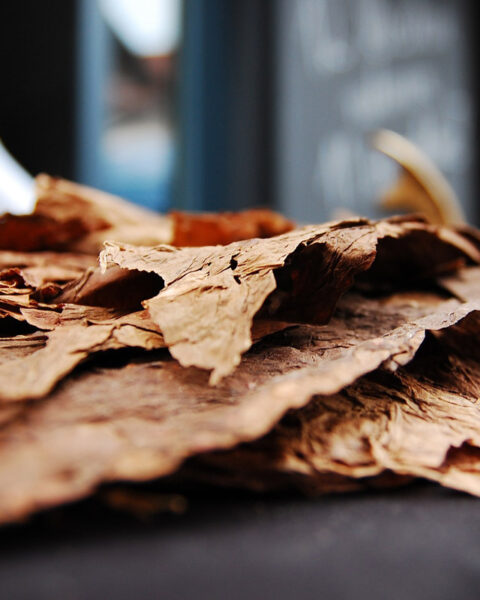 Foglie di tabacco