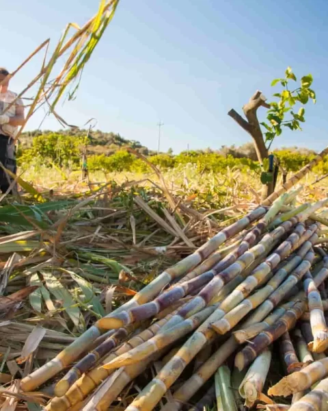 La raccolta del rum in Sicilia