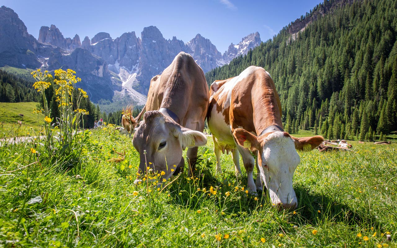 Mucche al pascolo, photo credit Trentino Marketing