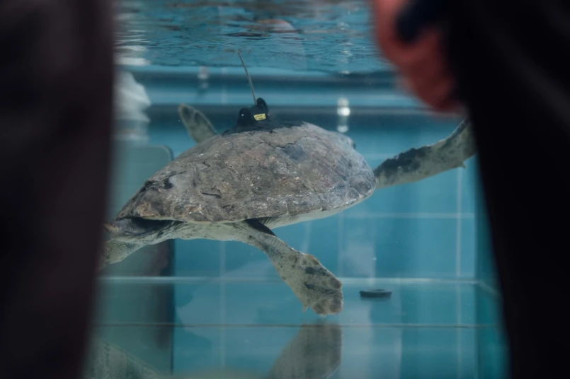 Una delle tartarughe curate dal CRTM - Centro Recupero Tartarughe Marine WWF di Molfetta