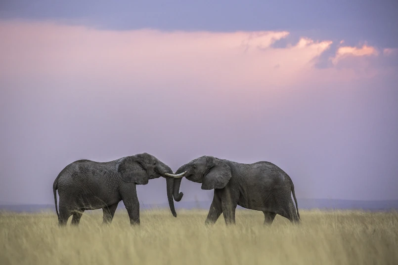 Elefanti del Kenya