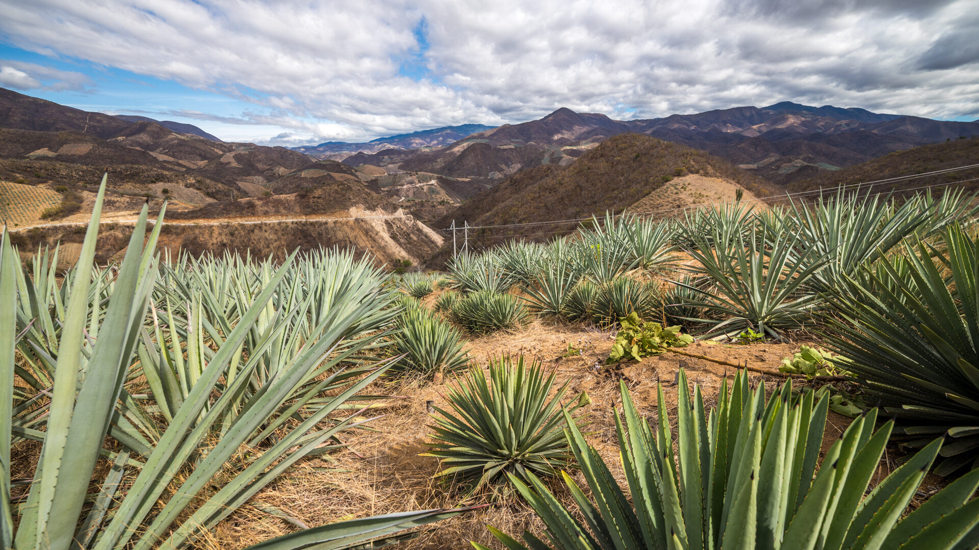 agave palenqueros velier 