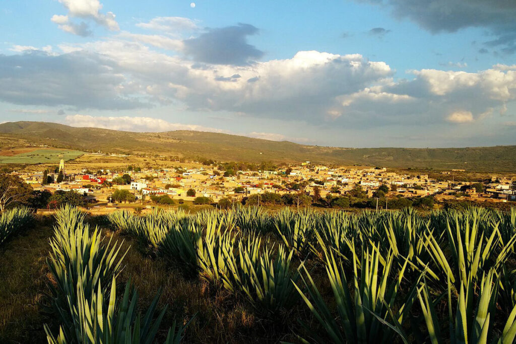 Messico, agave e nuvole : Tequila da romanzo