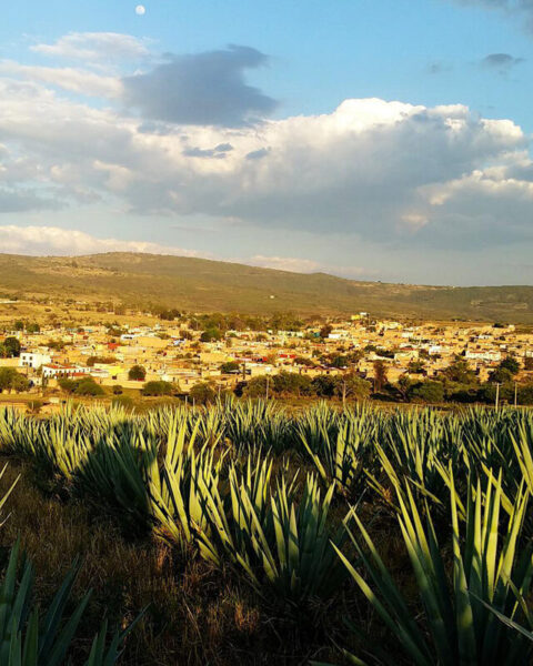 Messico, agave e nuvole : Tequila da romanzo